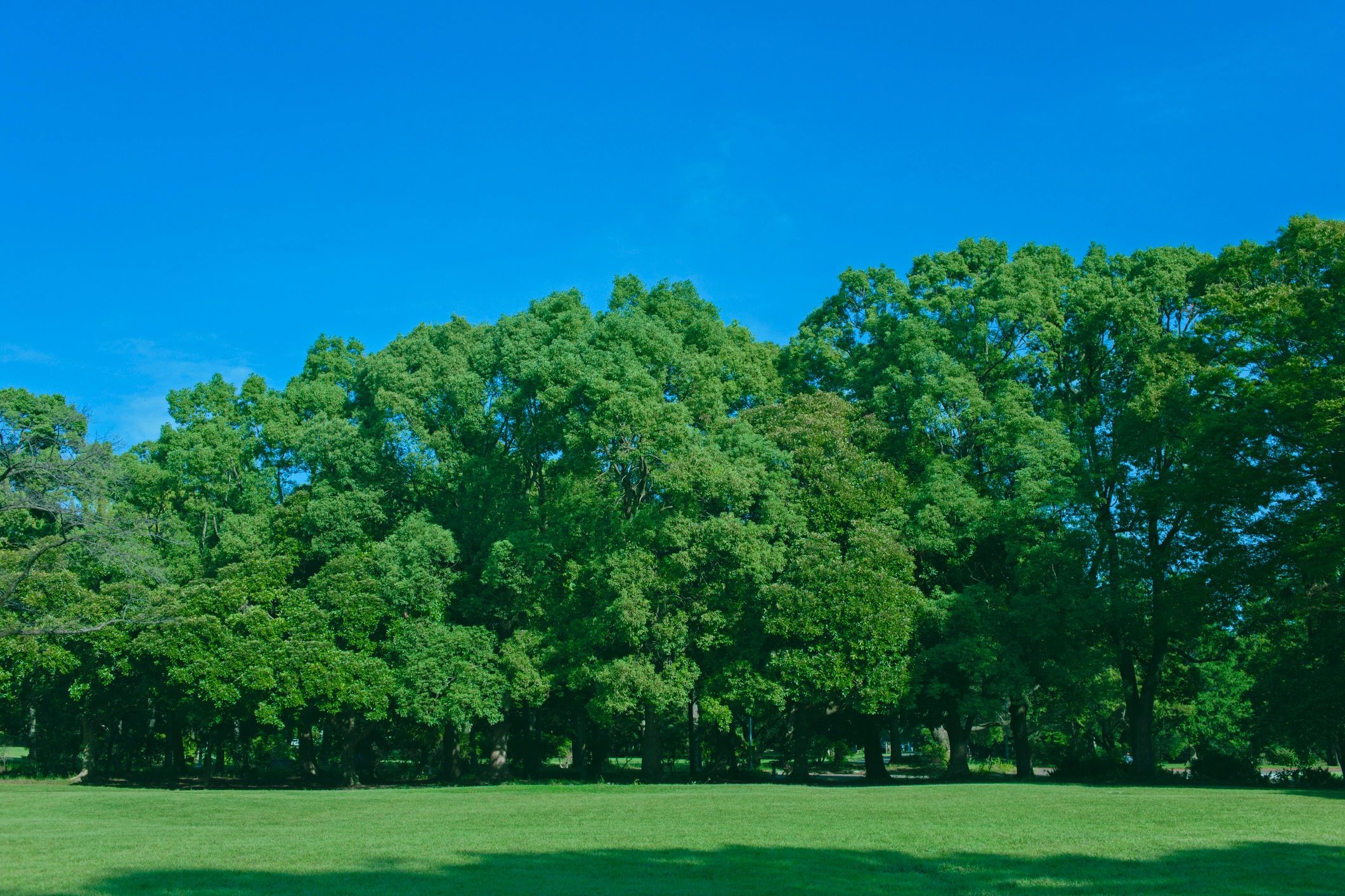 Neighborhood green space representing the local district environment
